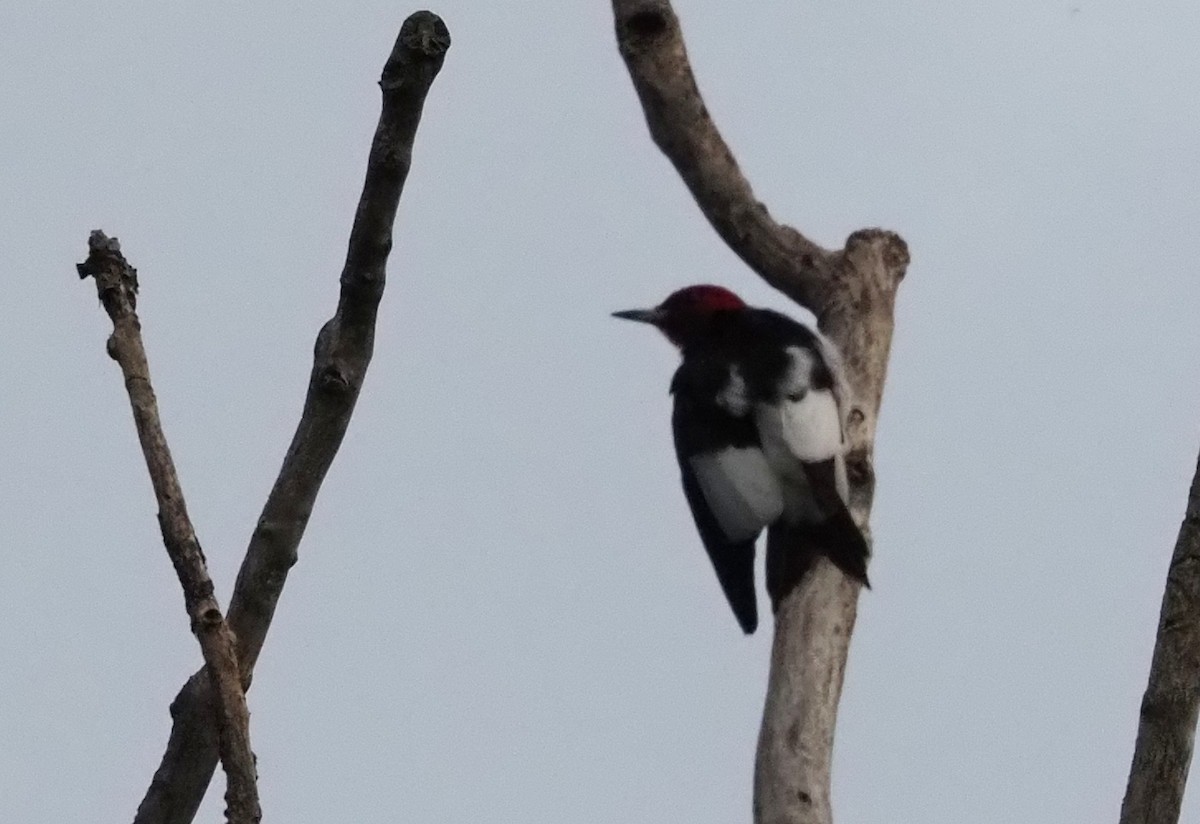 Red-headed Woodpecker - ML623552663