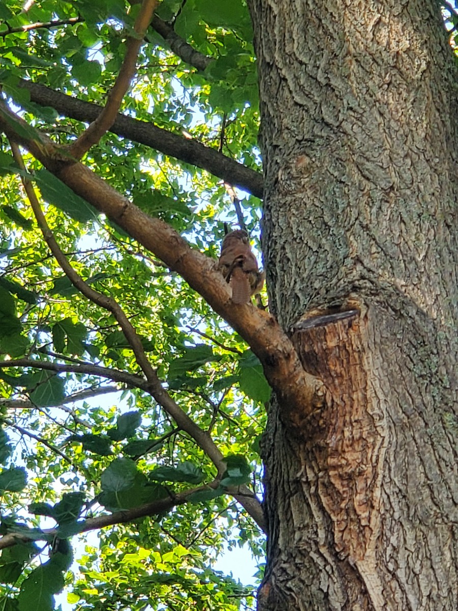 Carolina Wren - ML623552758