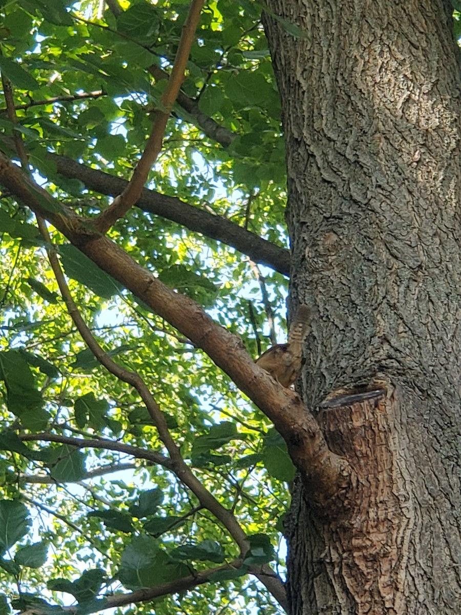 Carolina Wren - ML623552759