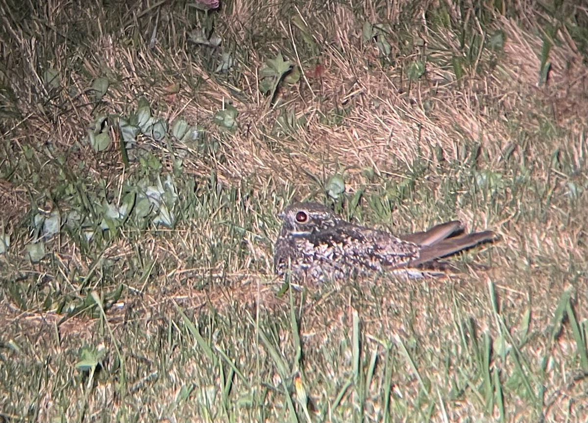 Common Nighthawk - ML623552760