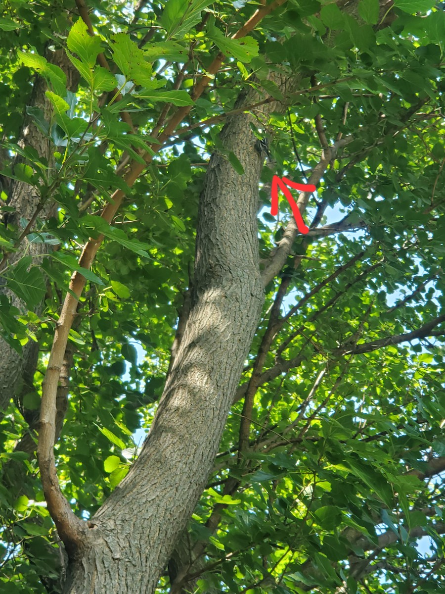 Black-and-white Warbler - ML623552763