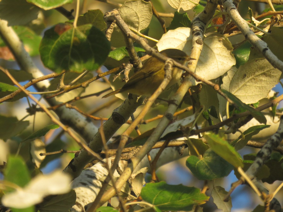 Common/Iberian Chiffchaff - ML623552781