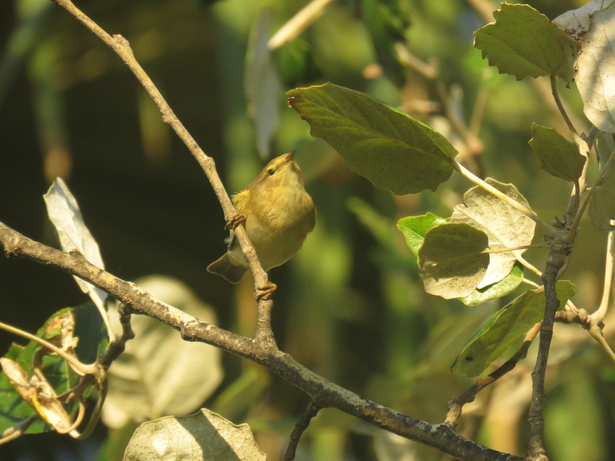 Common/Iberian Chiffchaff - ML623552782