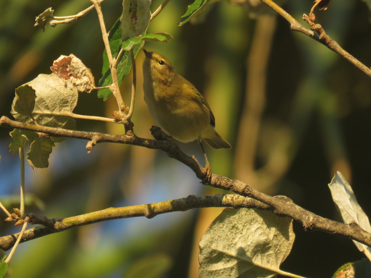 Common/Iberian Chiffchaff - ML623552784