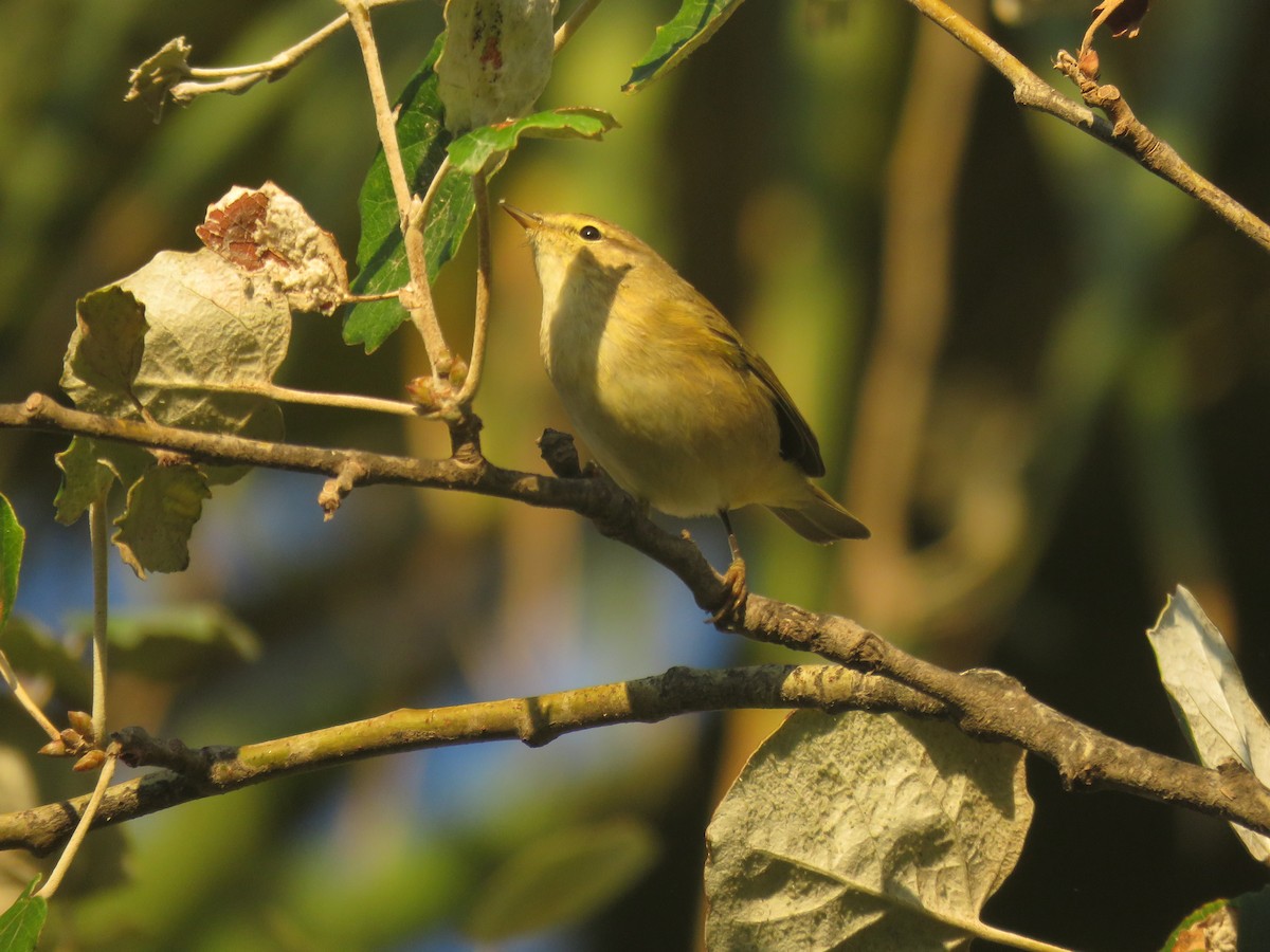 Common/Iberian Chiffchaff - ML623552785