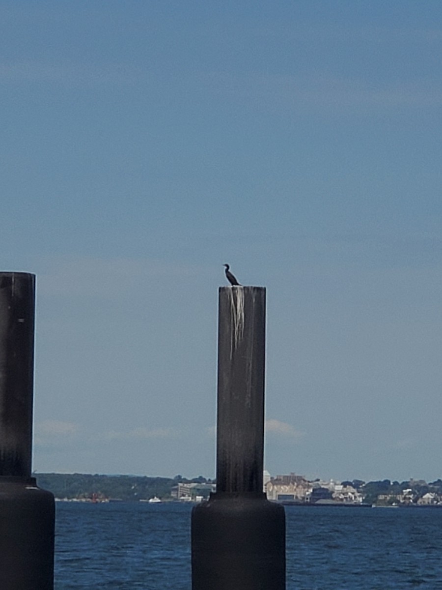 Double-crested Cormorant - ML623552786