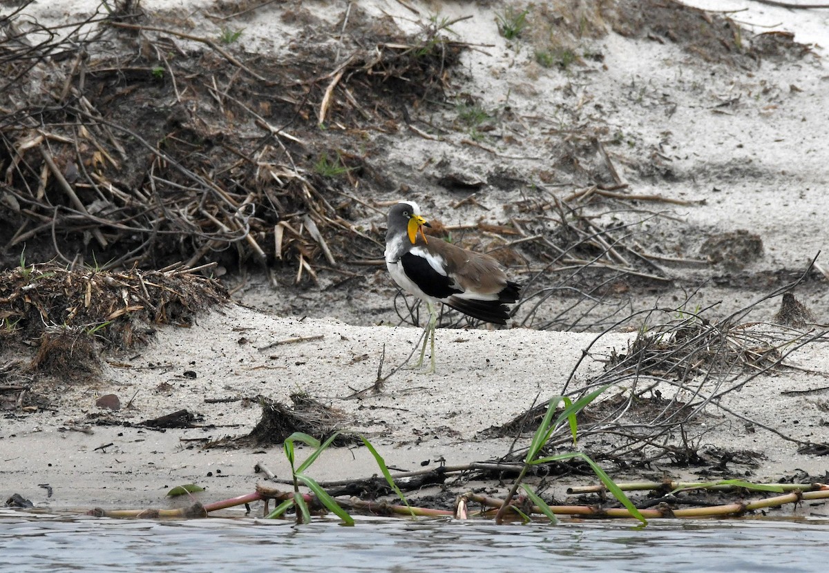 White-crowned Lapwing - ML623552799