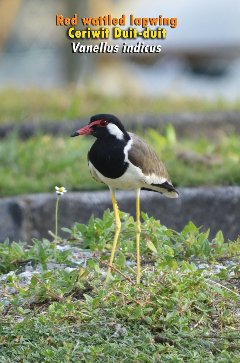 Red-wattled Lapwing - ML623552804