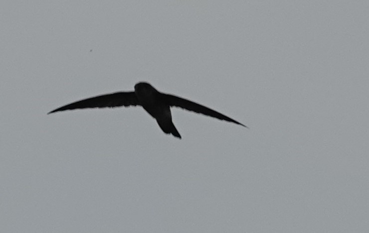 Germain's Swiftlet - ML623552806