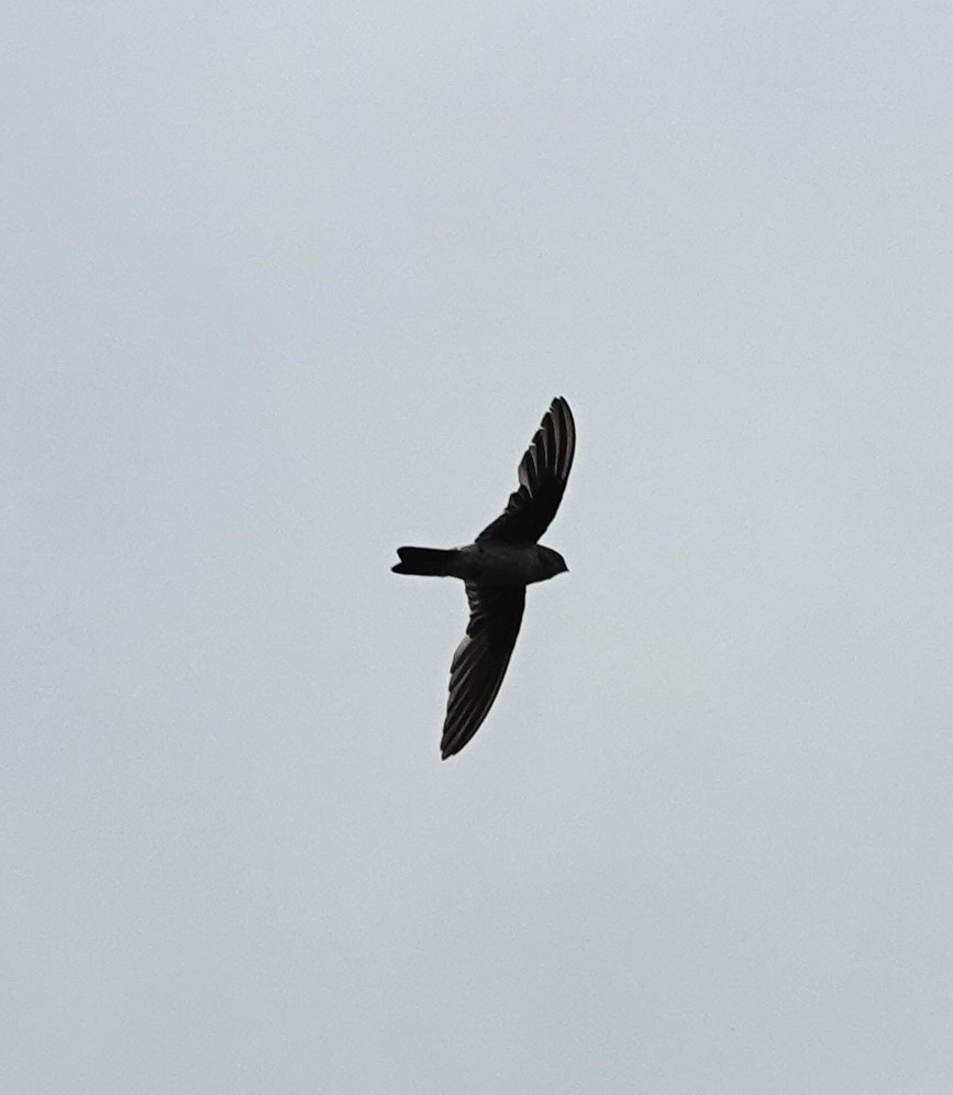 Germain's Swiftlet - ML623552807