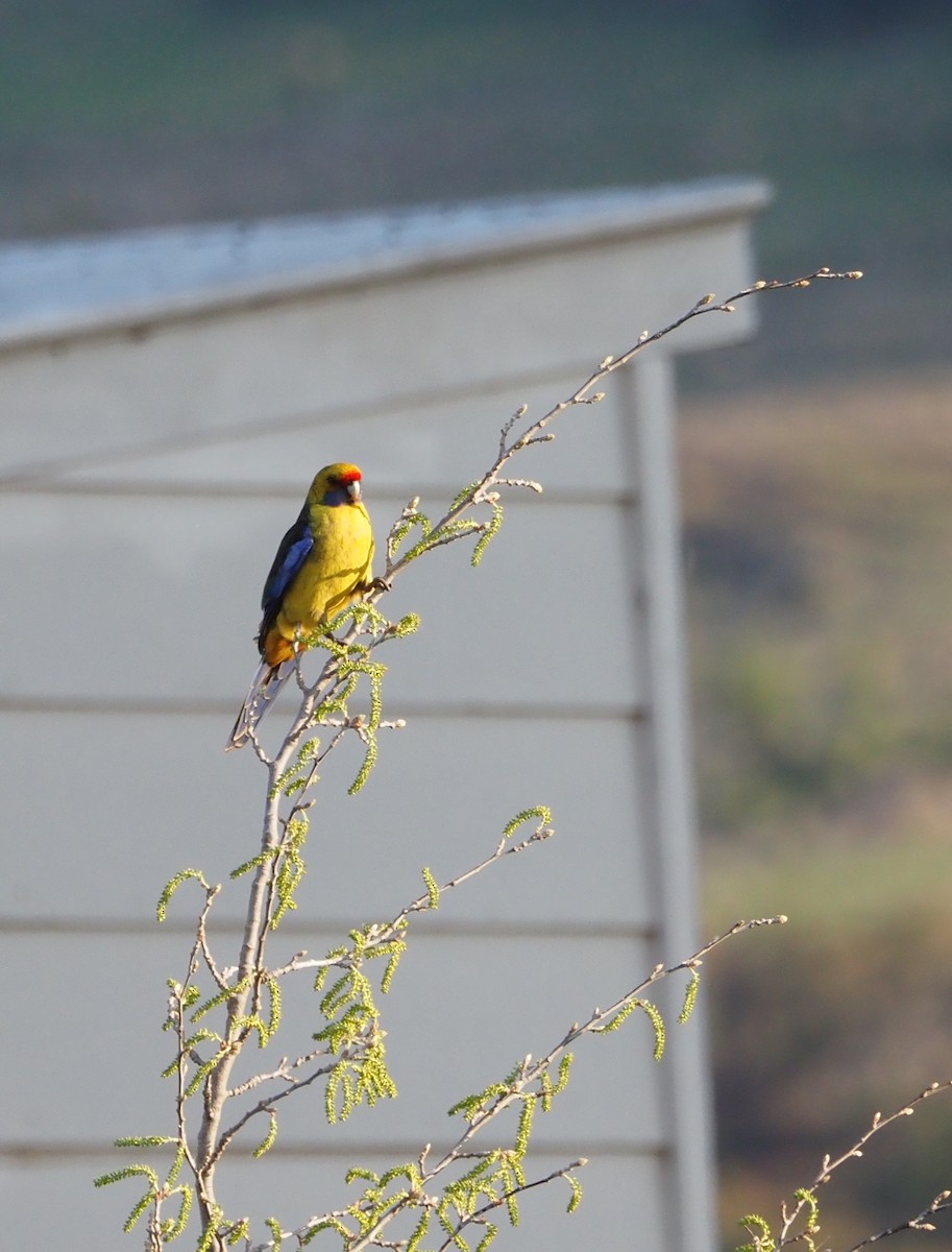 Green Rosella - ML623552810