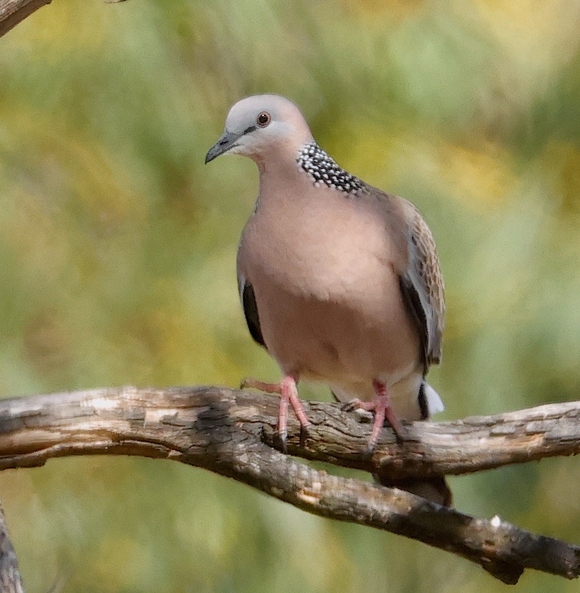 Spotted Dove - ML623552852