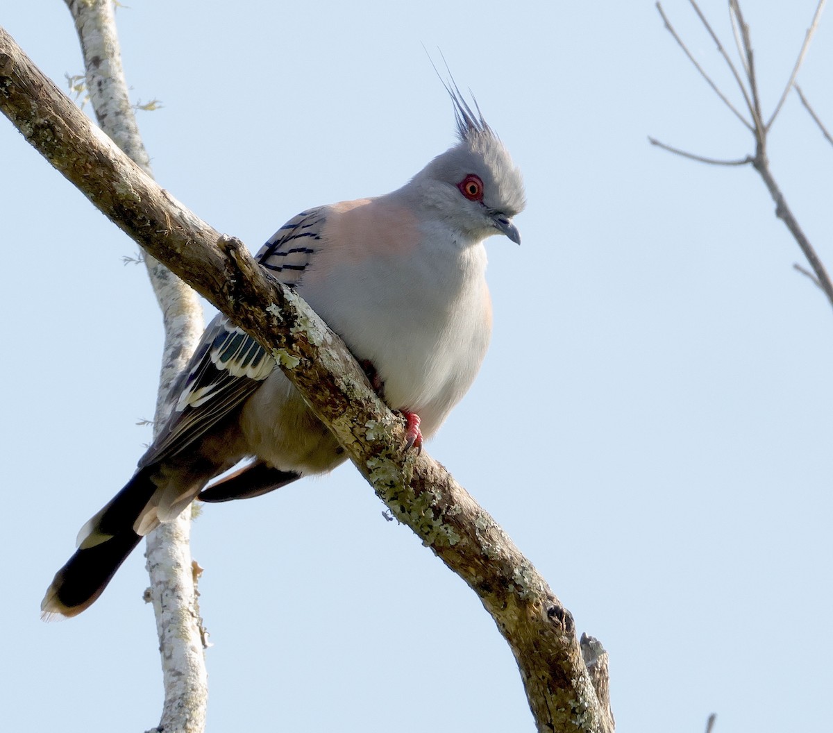 Crested Pigeon - ML623552872