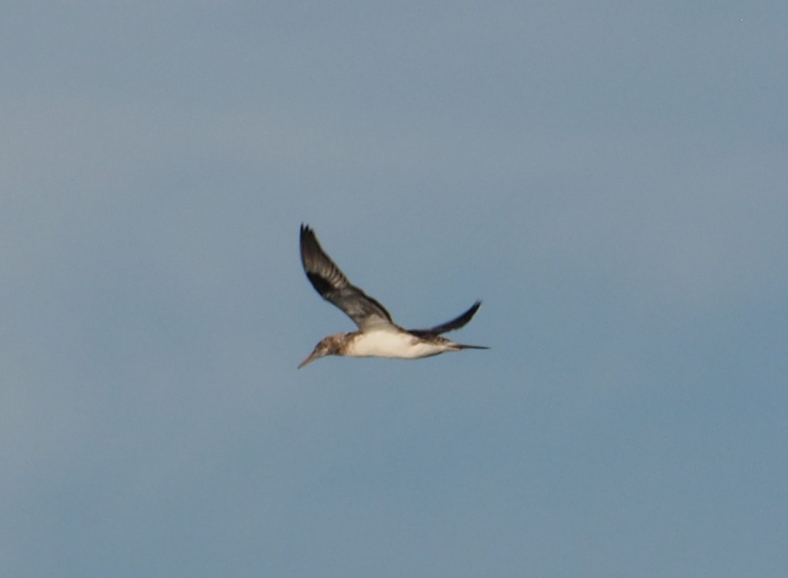 Australasian Gannet - ML623552885