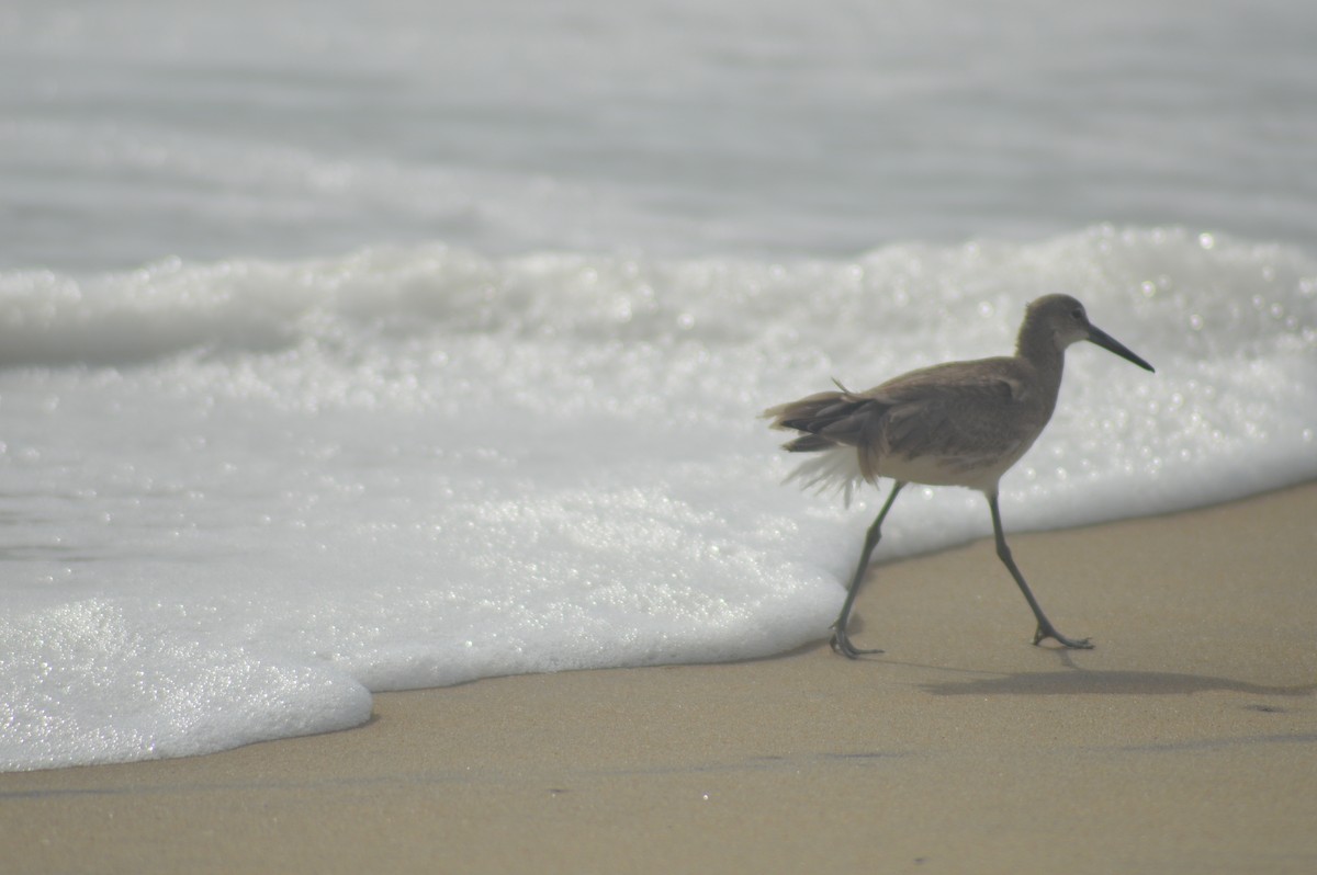 Willet - ML623552886