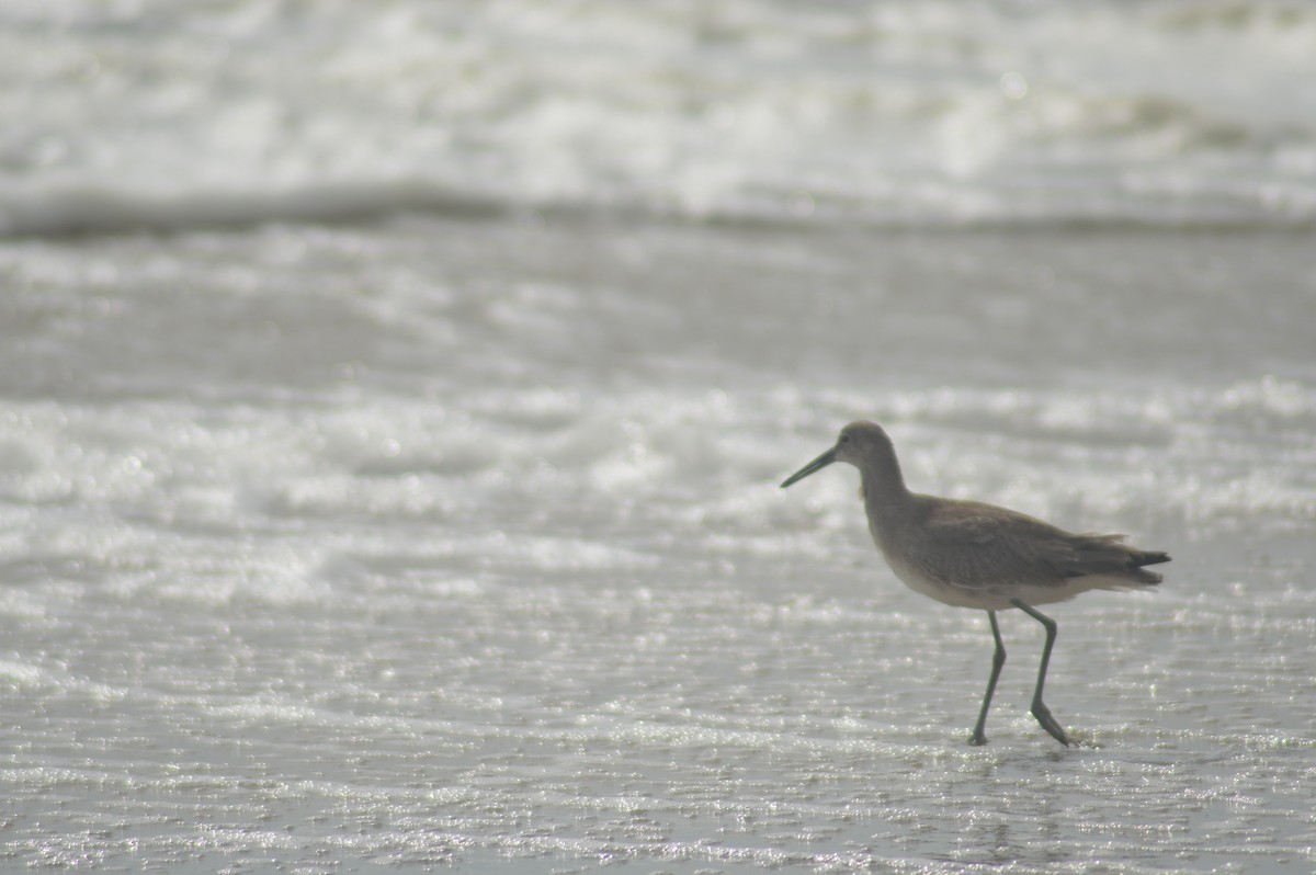 Willet - ML623552888