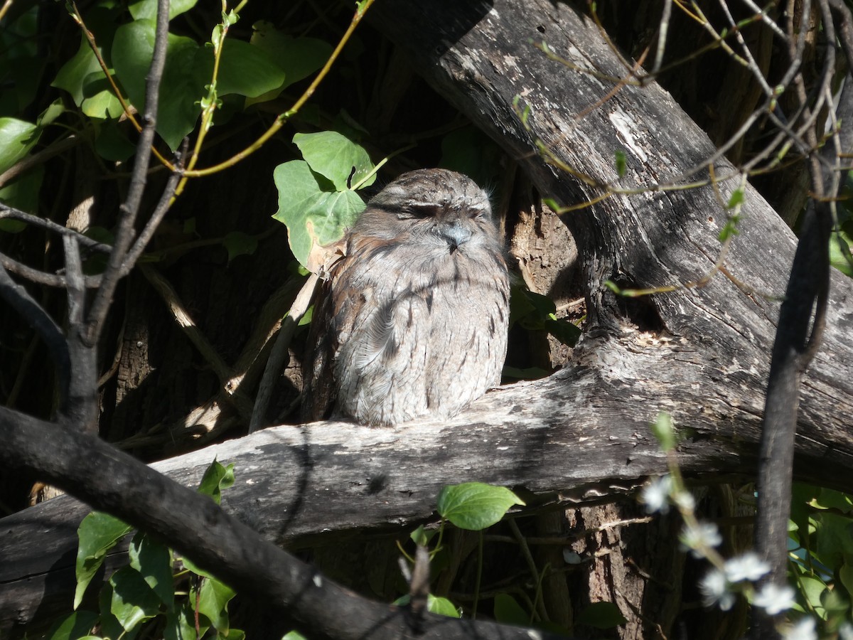 Tawny Frogmouth - ML623552896