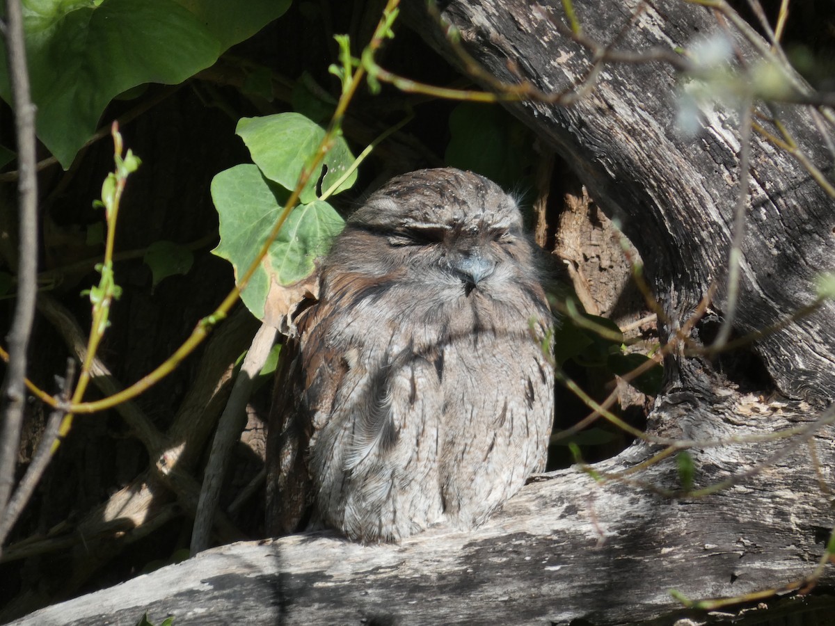 Tawny Frogmouth - ML623552897