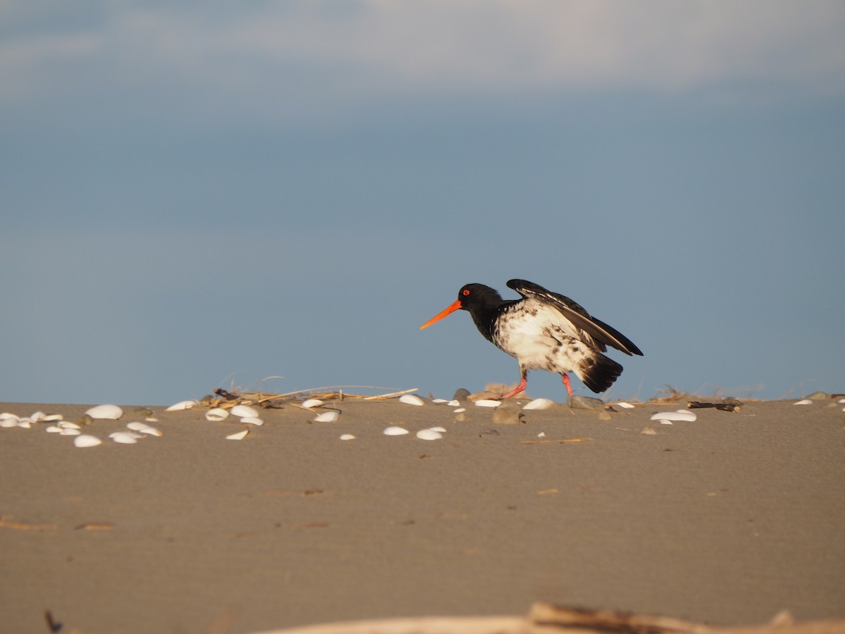 Variable Oystercatcher - ML623552898