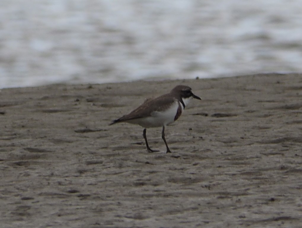 Double-banded Plover - ML623552900