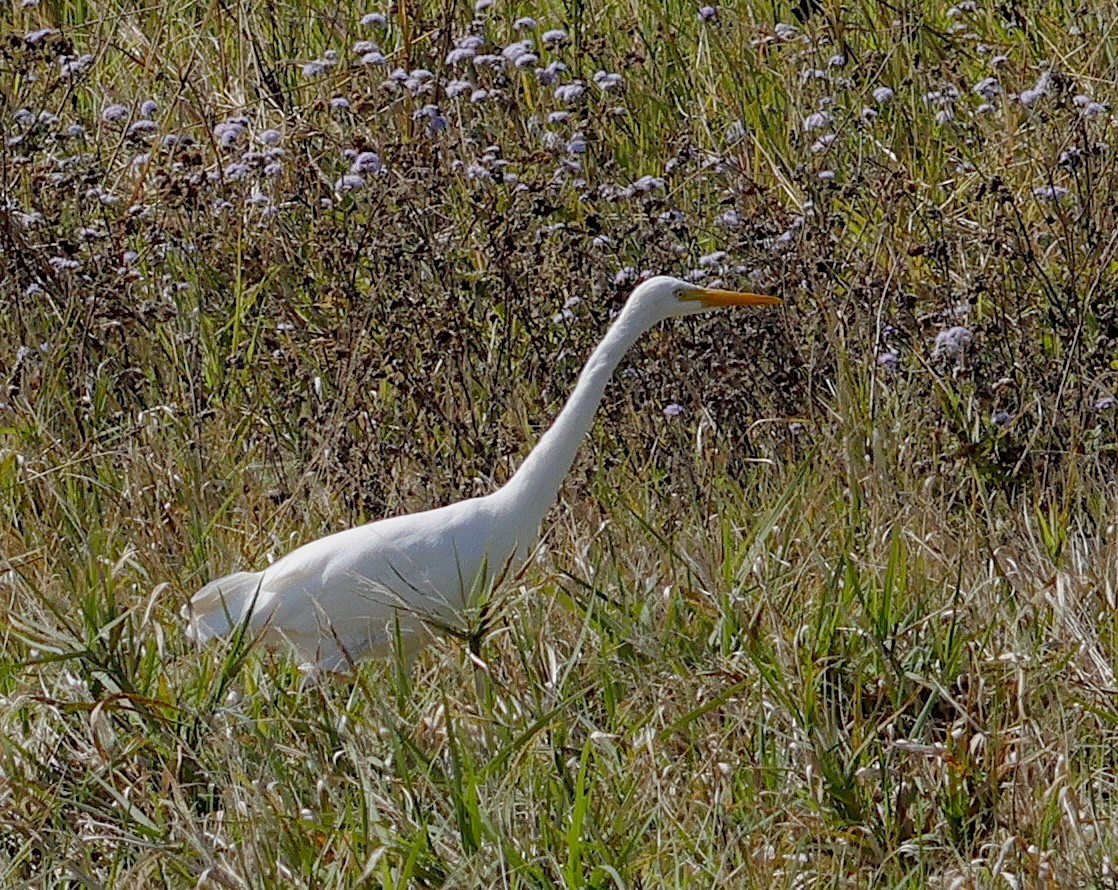 Plumed Egret - ML623552913