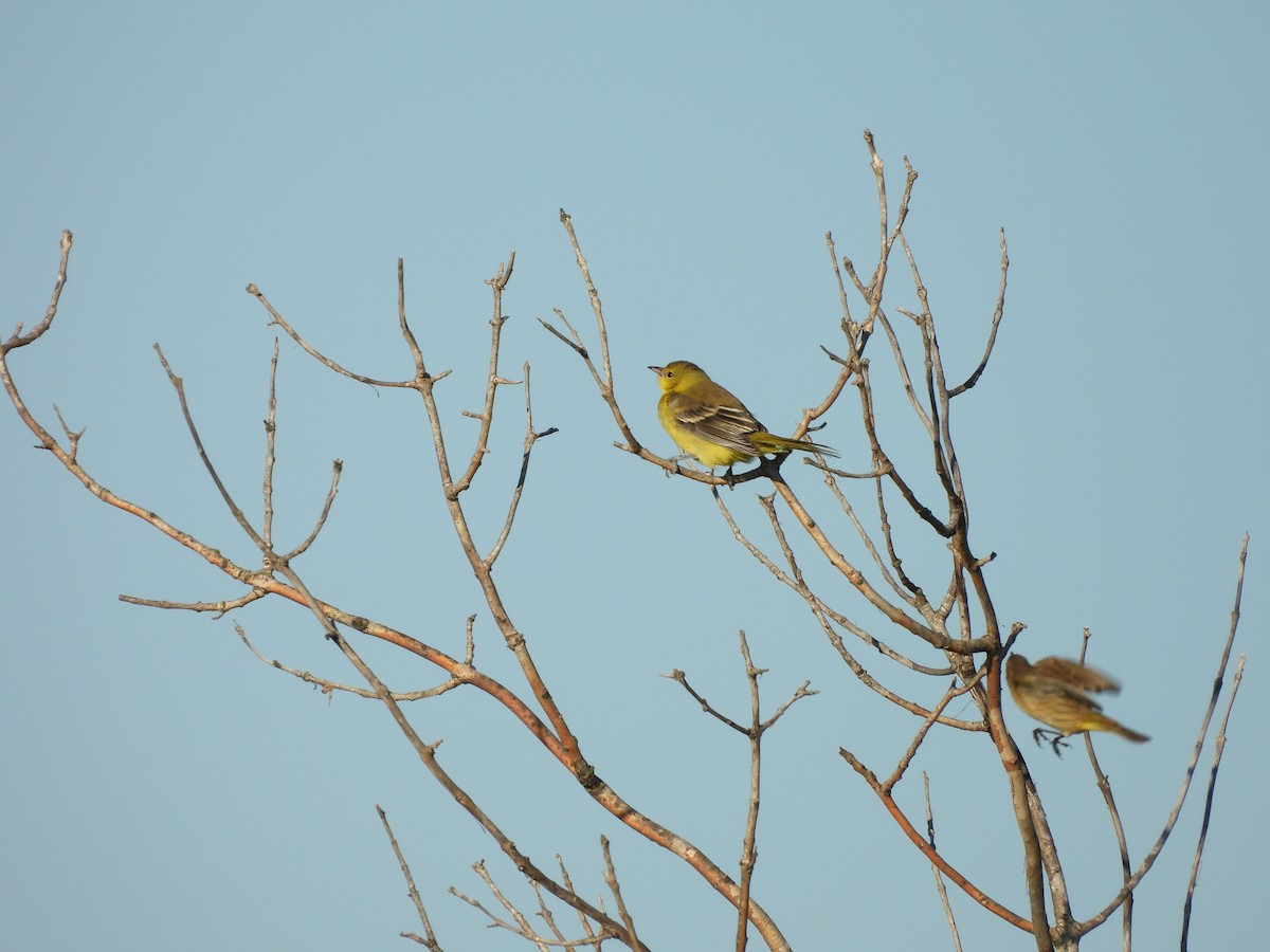 Orchard Oriole - ML623552914