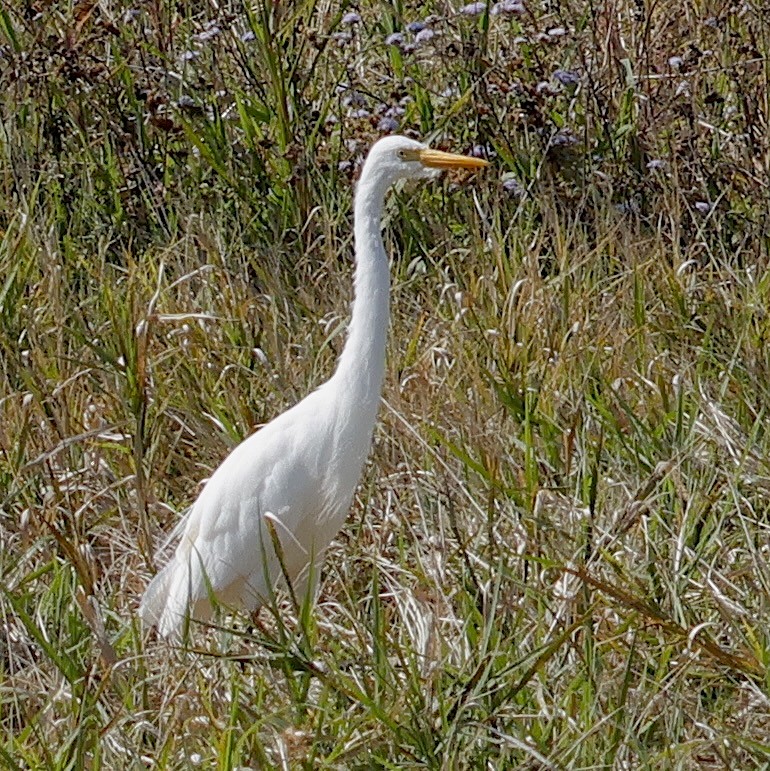 Plumed Egret - ML623552916