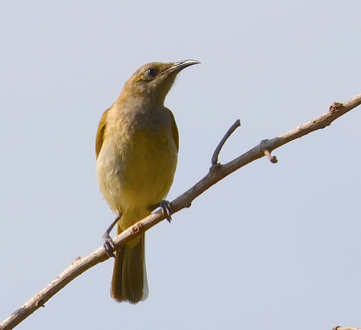 Brown Honeyeater - ML623552923