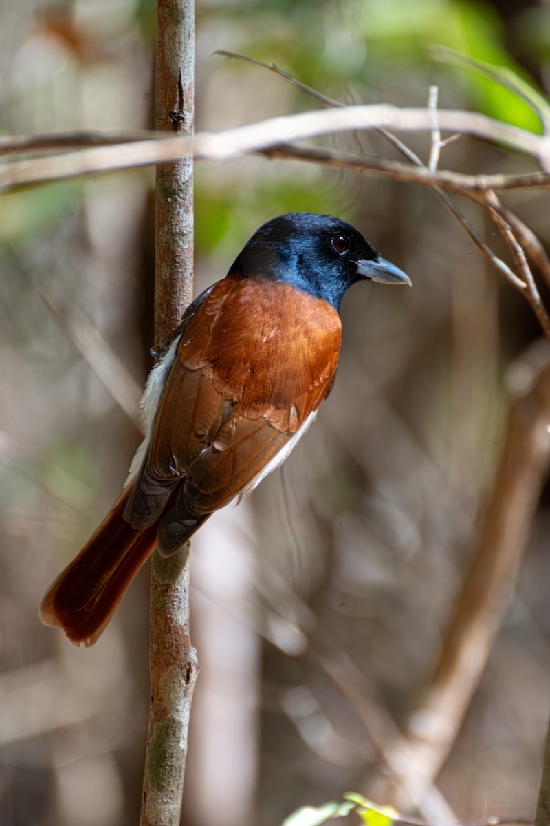 Rufous Vanga - ML623552941