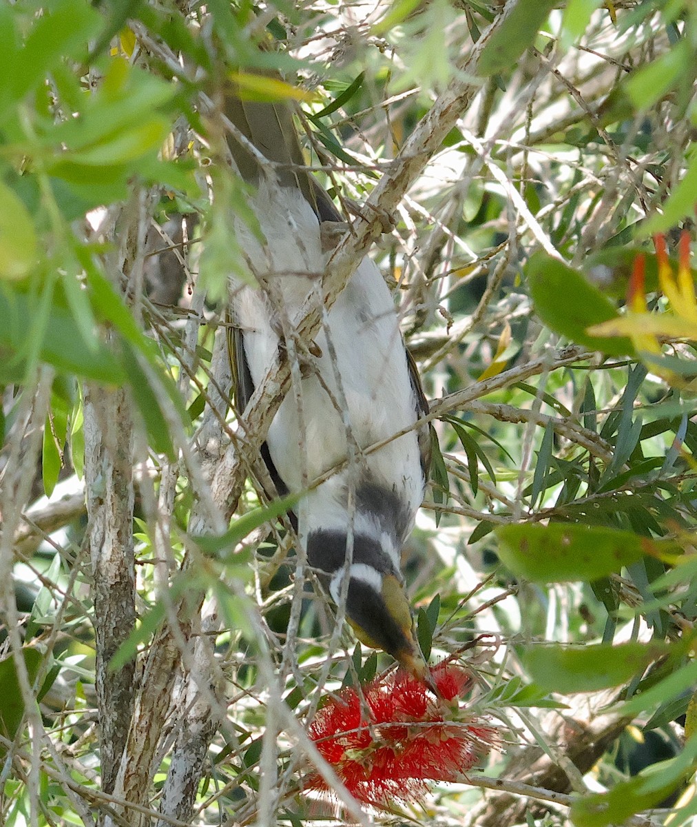 Blue-faced Honeyeater - ML623552942