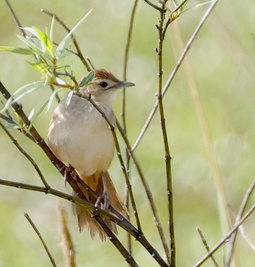 Tawny Grassbird - ML623553013