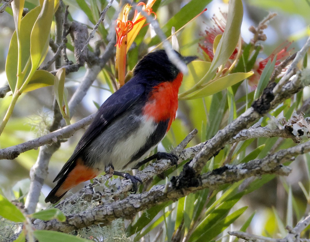 Mistletoebird - ML623553018