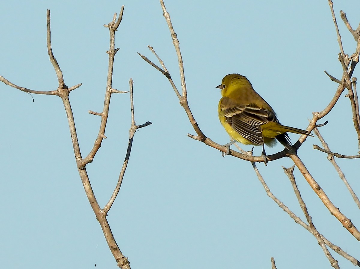 Orchard Oriole - ML623553019