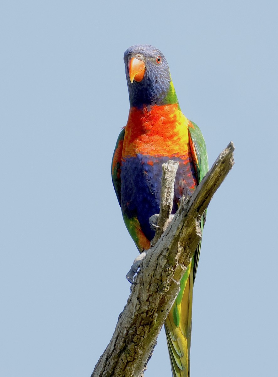 Rainbow Lorikeet - ML623553028