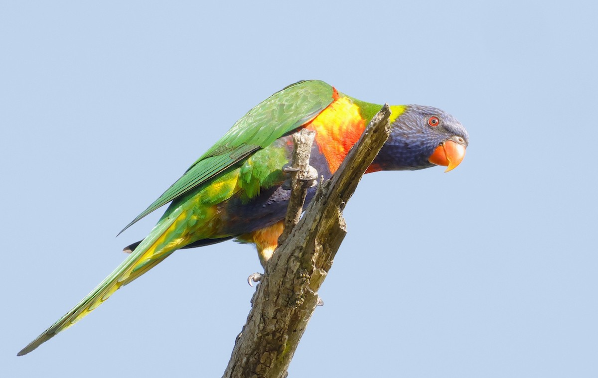 Rainbow Lorikeet - ML623553043