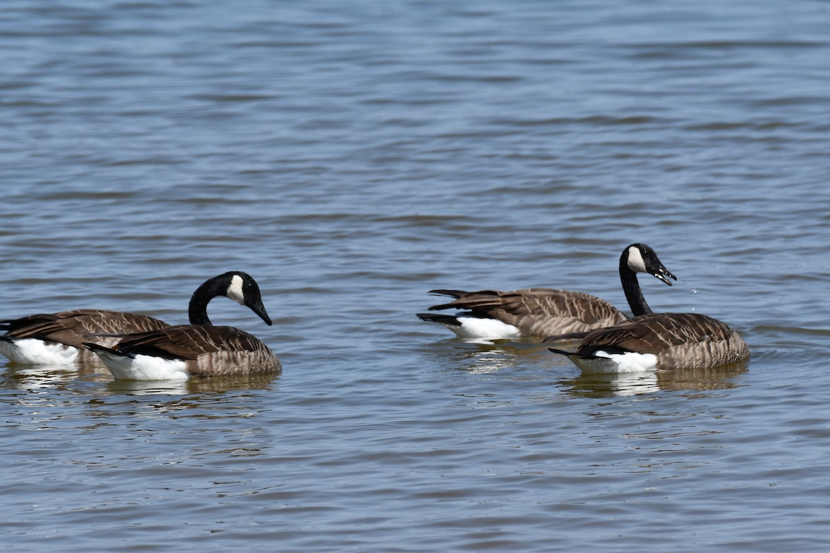 Canada Goose - Carmen Ricer