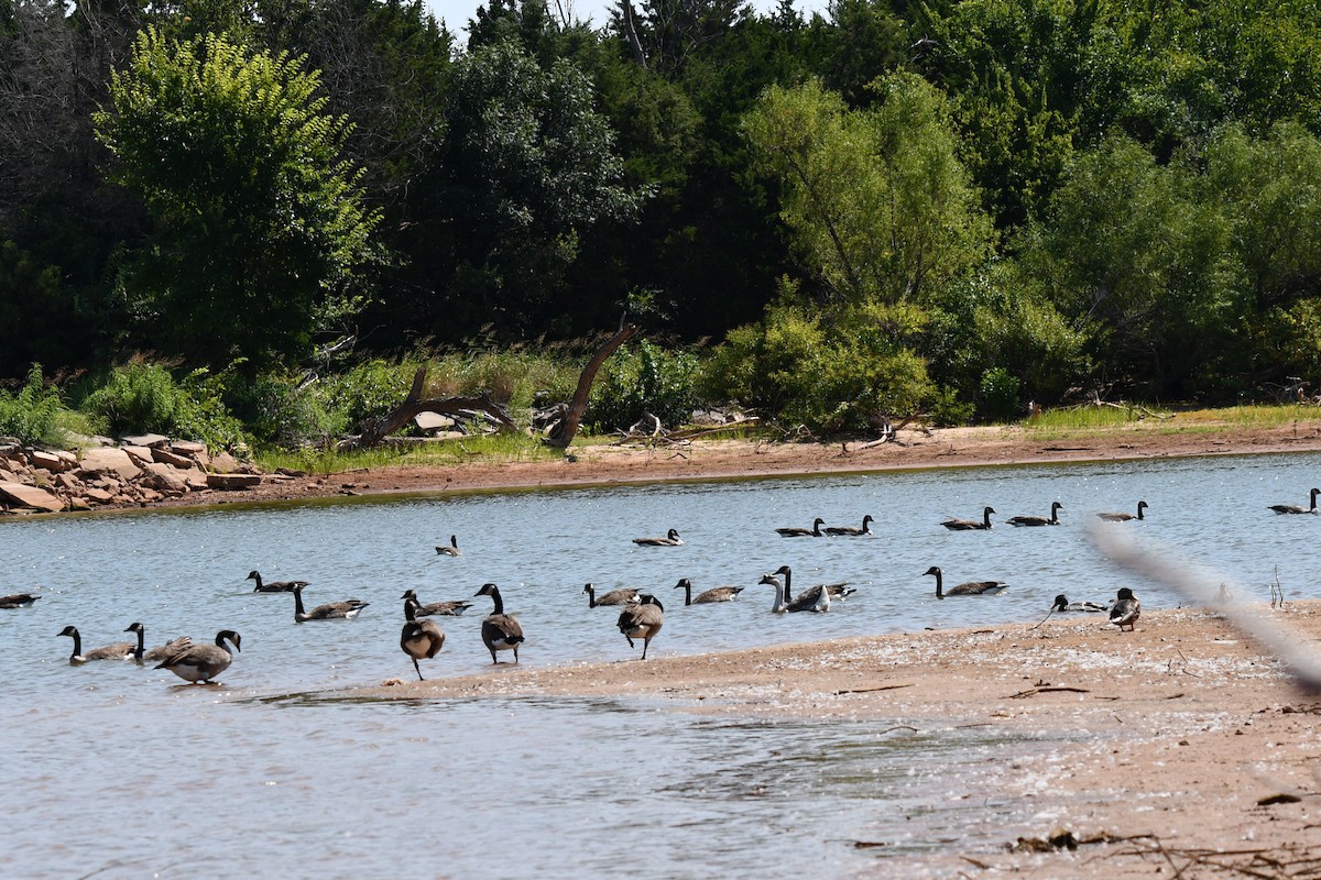 Canada Goose - ML623553078