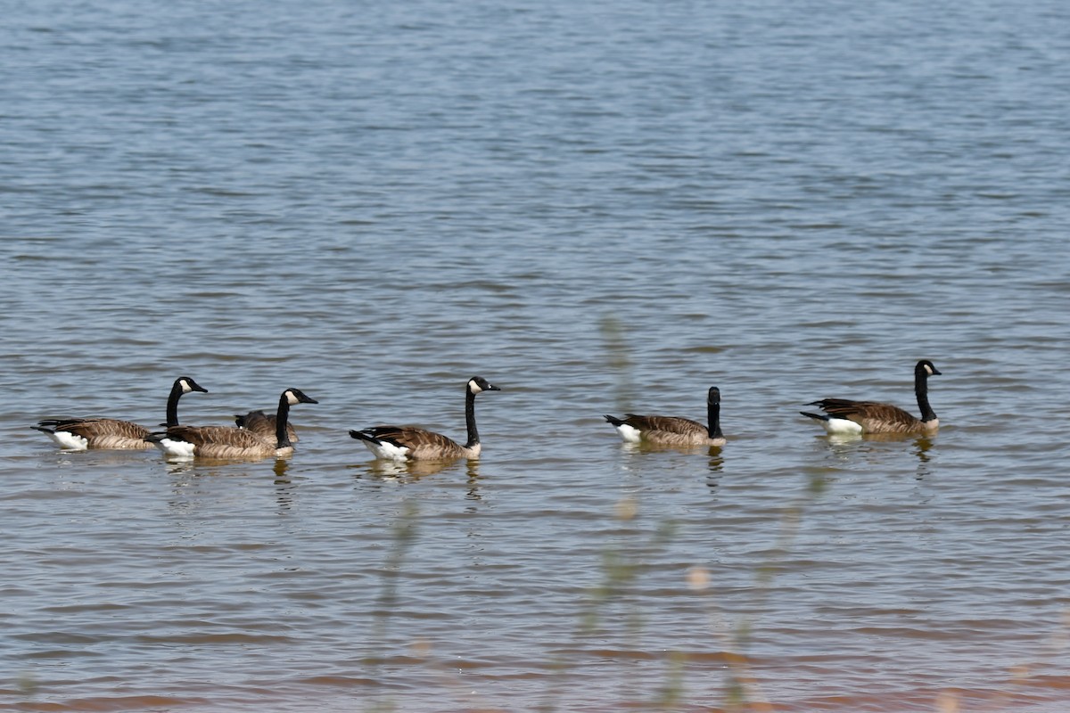 Canada Goose - ML623553079