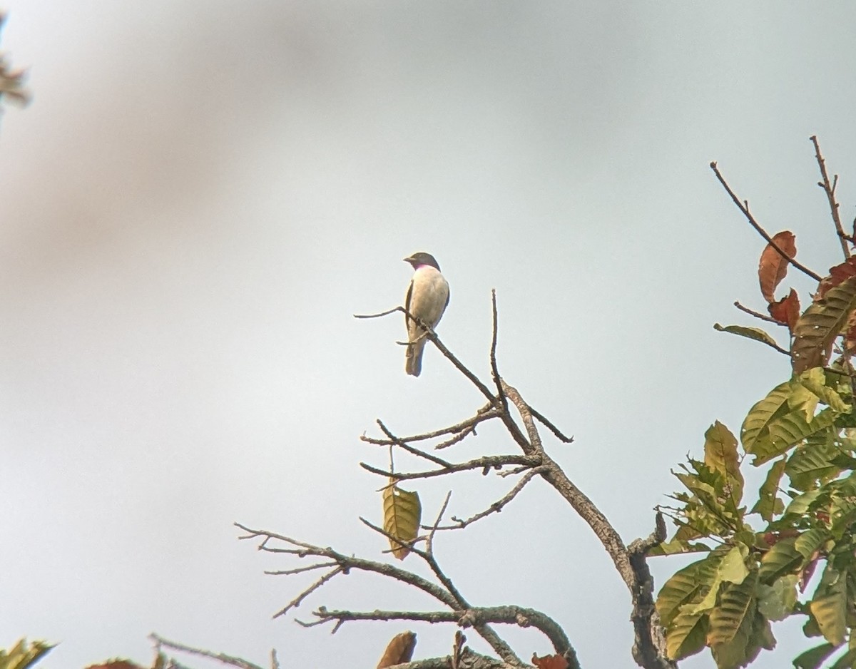 Cotinga à gorge mauve - ML623553098