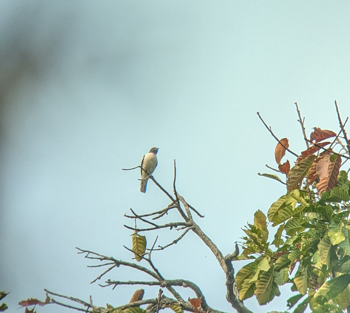 Purple-throated Cotinga - ML623553099