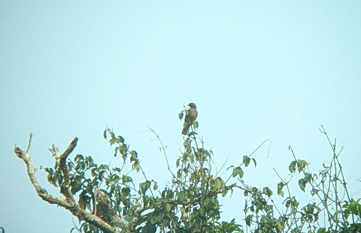 Cotinga à gorge mauve - ML623553100