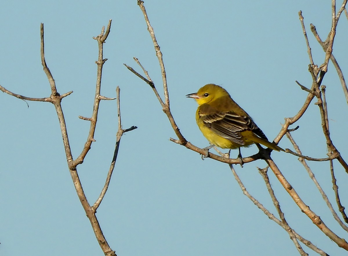 Orchard Oriole - ML623553105