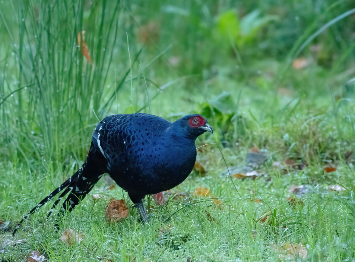 Mikado Pheasant - ML623553138