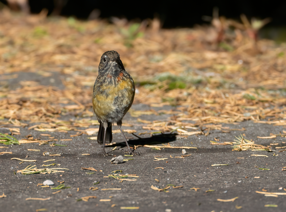 Collared Bush-Robin - ML623553141