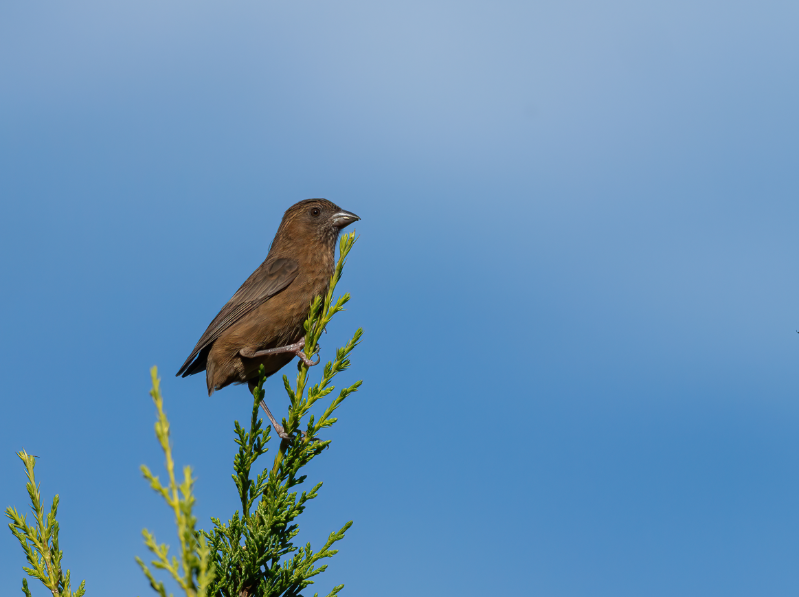 Taiwan Rosefinch - ML623553142