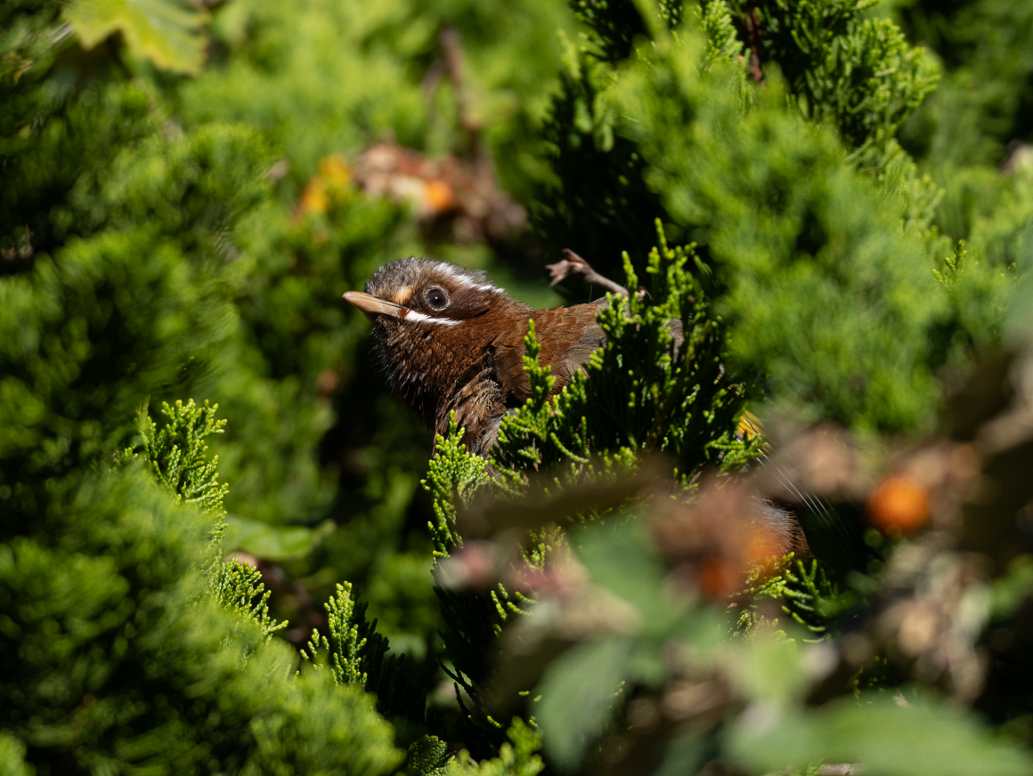 White-whiskered Laughingthrush - ML623553143