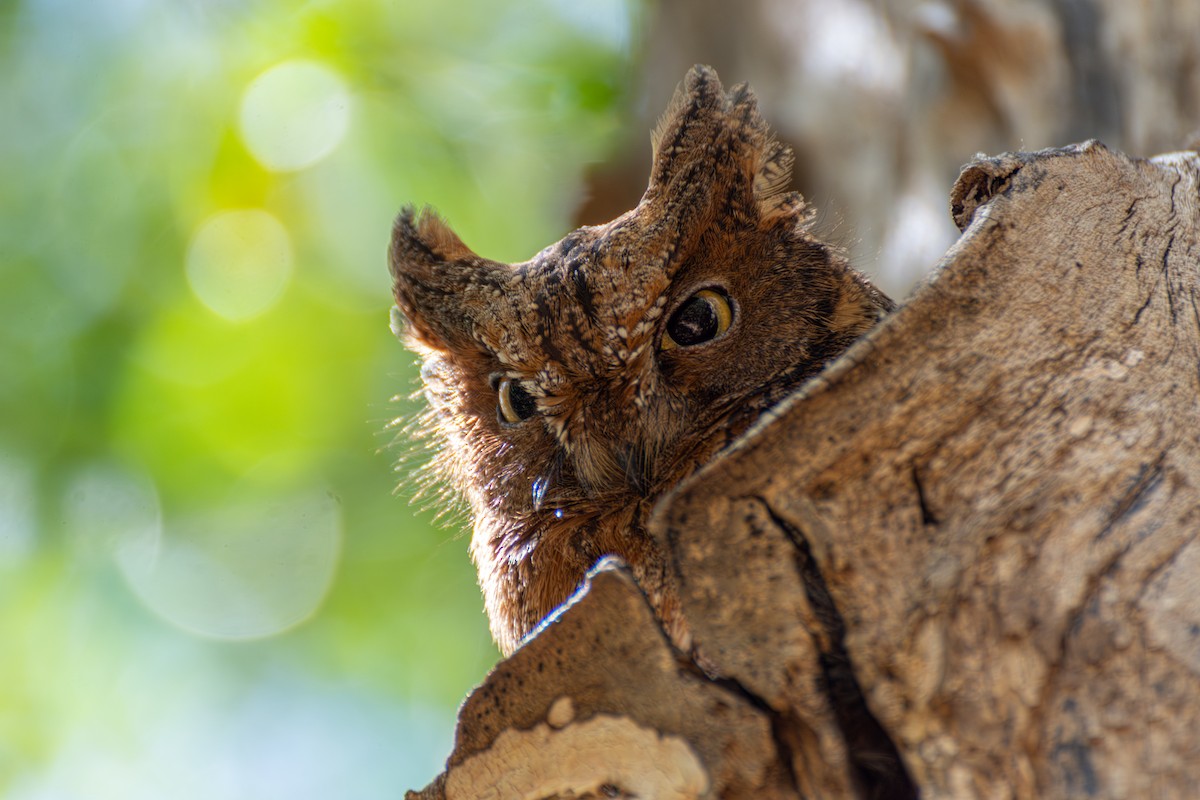 Madagascar Scops-Owl - ML623553168
