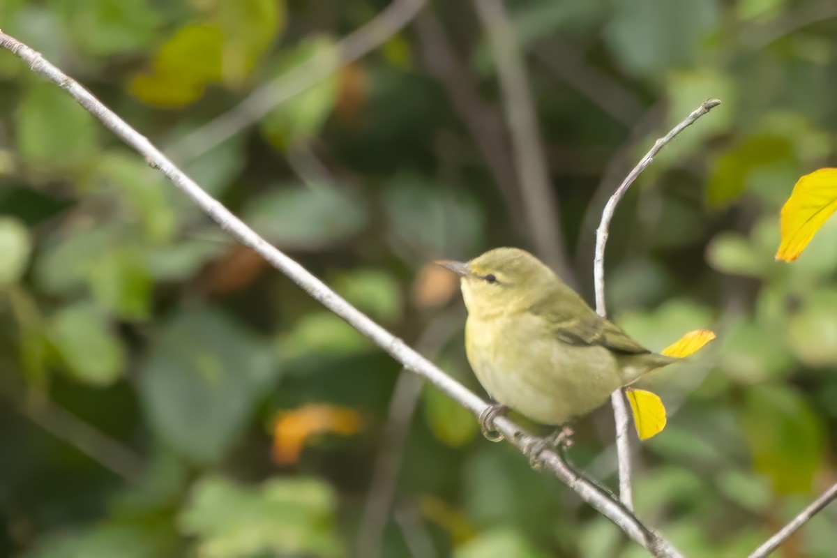 Tennessee Warbler - Michael Bowen