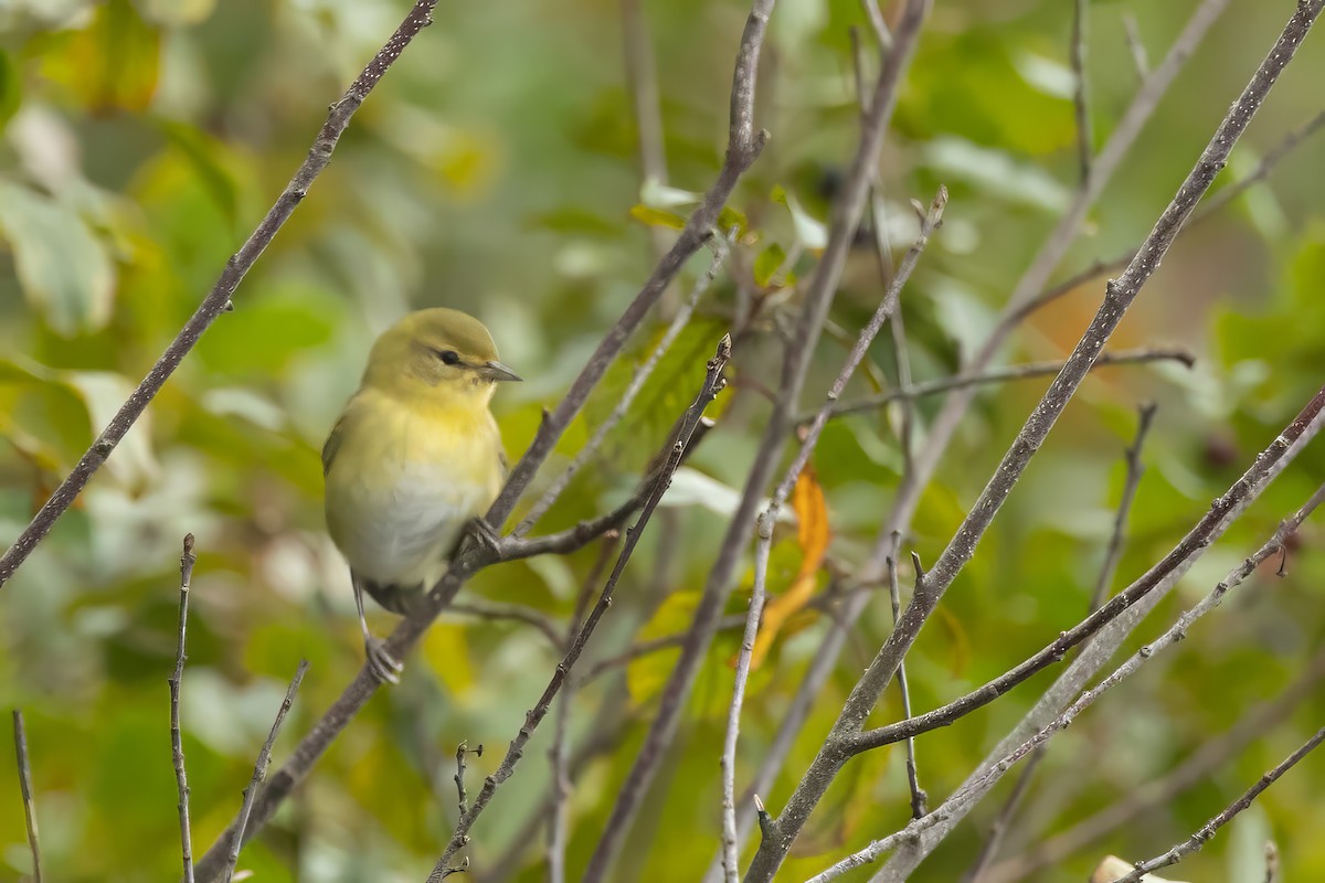 Tennessee Warbler - ML623553184