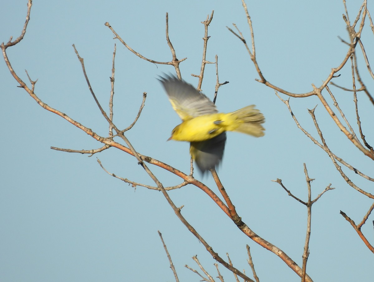 Orchard Oriole - ML623553227